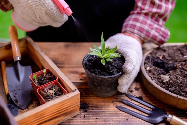 Tuinman die de boom plant en omhoog groeit. Thuis tuinieren natuur en milieu hobby. Ontspan en recreatie tijdens het oogstseizoen in de lente thuis.