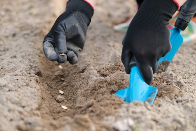 Tuinman die pompoenpitten in de grond plant