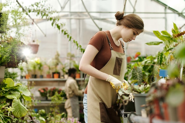 Tuinman geeft om planten in kas