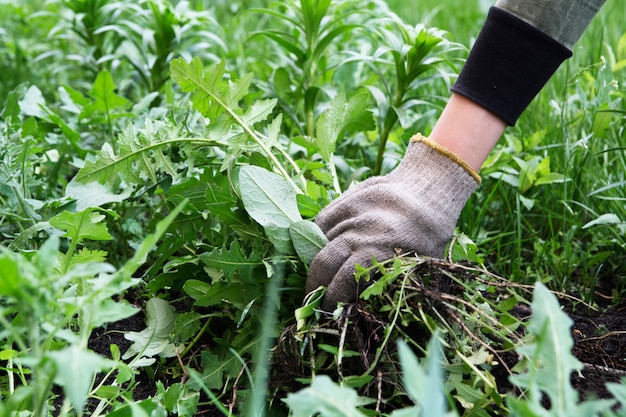 Tuinman hand in een handschoen met gescheurd onkruid. wiet controle. de lentevoorbereiding van land in de tuin