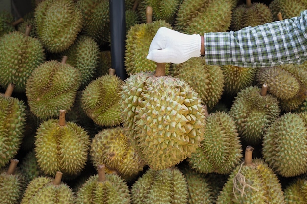 Foto tuinman houdt durian fruit. geel fruit, koning van fruit in thailand.