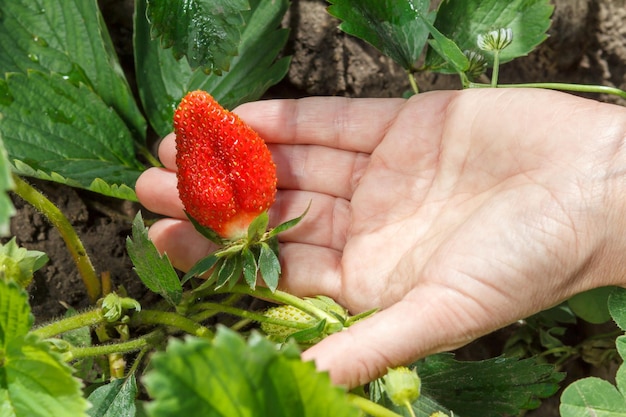 Tuinman houdt rijpe aardbei in de hand Rijpe en onrijpe aardbeien groeien op de struik