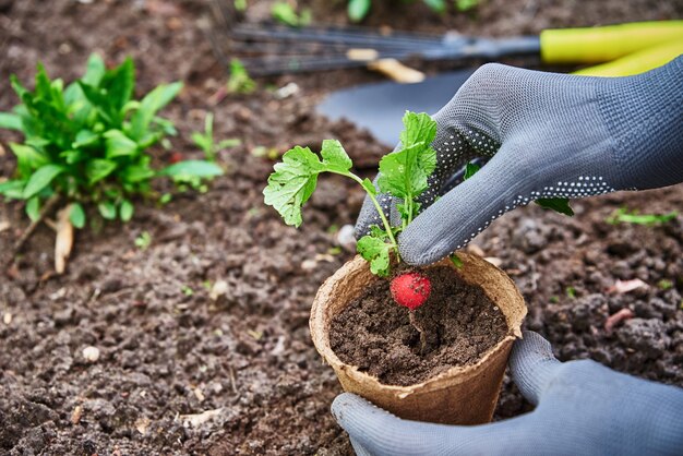 tuinman in handschoenen aanplant van landbouwgewassen in pot in achtertuin. lente tuin werk