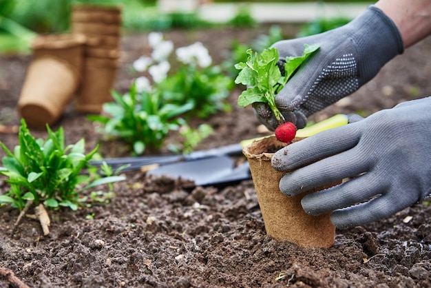 Tuinman in handschoenen die landbouwplant in pot in achtertuin planten backyard