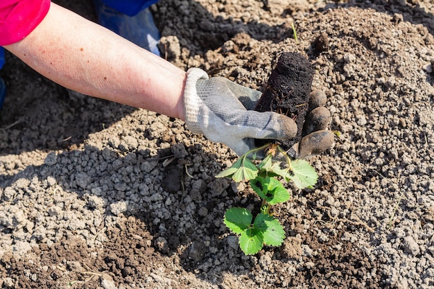 Tuinman in handschoenen houdt een aarden bal van struikaardbeizaailingen vast, tuinierend landbouwconcept