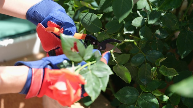 Tuinman in handschoenen snijdt takken van struiken met tuinsnoeischaar plantenverzorging en tuinontwerp