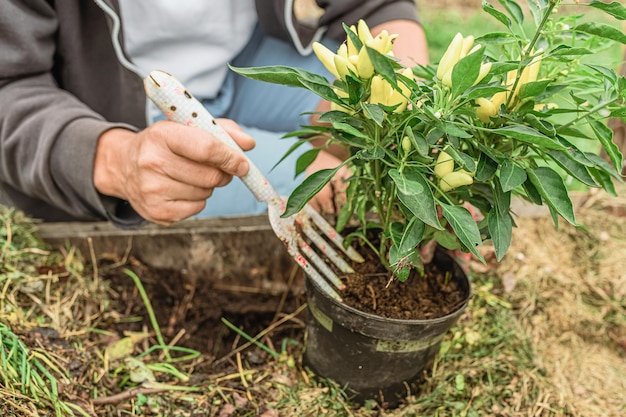 Tuinman in werkkleding die zaailingen van peper in tuin plant