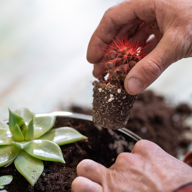 Tuinman maken, terraria planten met vetplanten, cactussen