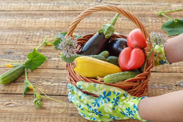 Tuinman met een rieten mand met net geplukte tomaten, komkommer, aubergine en pompoen