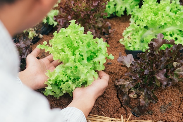 Tuinman oogst groenten uit de moestuin.