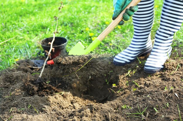 Tuinman plant boom in het voorjaar