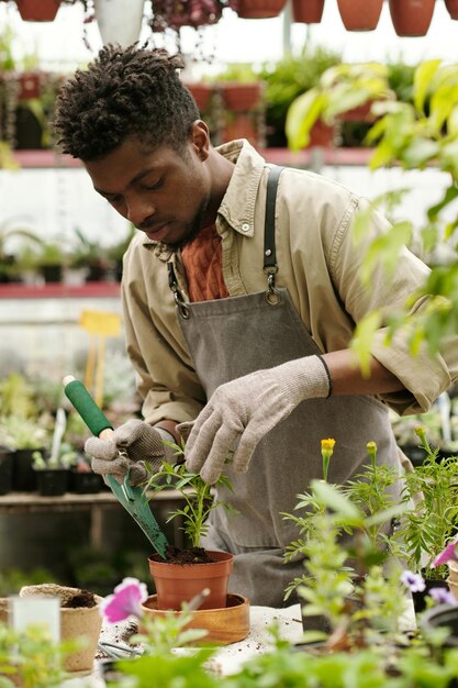 Tuinman plant in pot