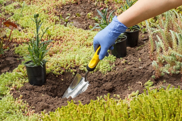 Tuinman plant kruidnagel in een grond op een tuinbed