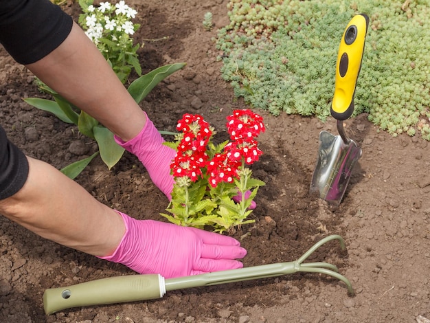 Tuinman plant verbena in een grond in een tuinbed