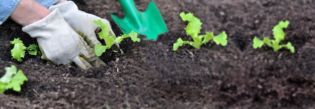 Tuinman plant zaailing van sla in de grond van de tuin