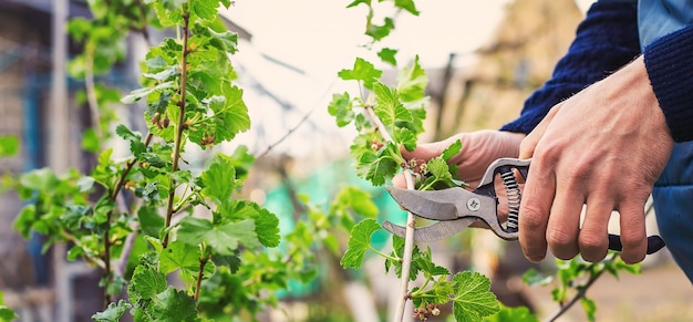 Tuinman snoeien bessenstruiken in de tuin. Selectieve aandacht. natuur.