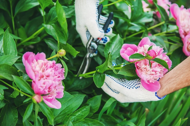 Tuinman snoeien bloemen pioenrozen snoeischaar.