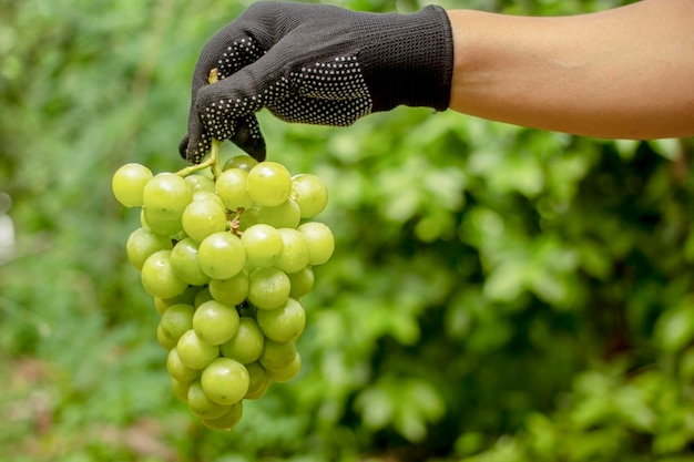 Tuinman toont een tros groene druiven