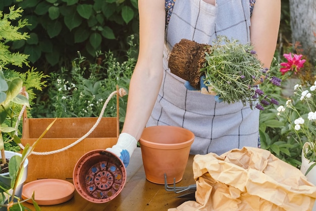 Tuinman verplant lavendelplant