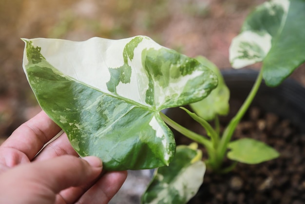 Tuinmanhand die Alocasia macrorrhizos-blad in bloemenlandbouwbedrijf controleren