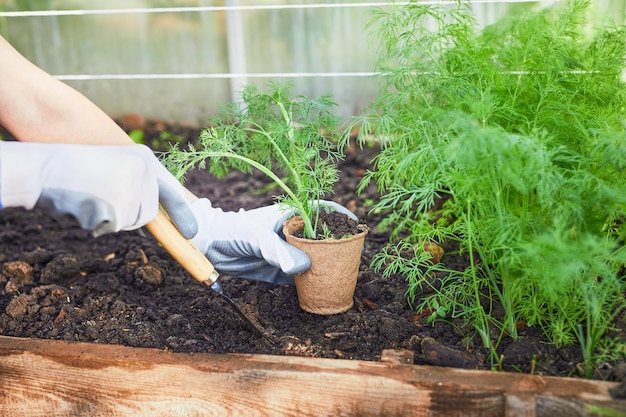 Tuinmannen handen planten en plukken groente uit de achtertuin