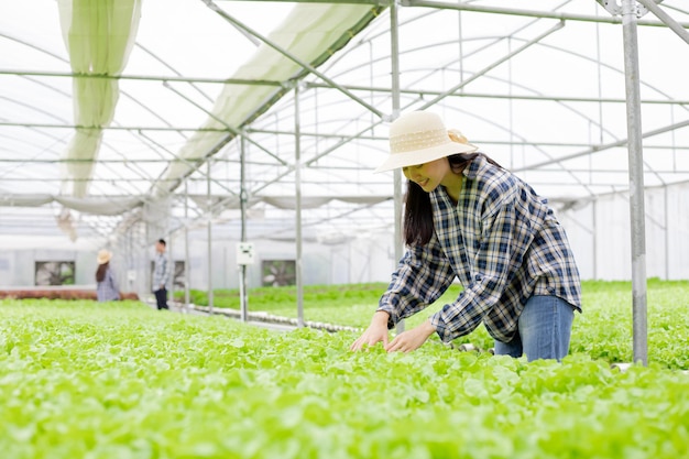 Tuinmanvrouw die biologische groenten verzamelt die zijn geoogst van hydrocultuur in groenteboerderijen voor export naar de markt. Vrouw boer inspecteert de kwaliteit van biologische groenten geteeld met behulp van hydrocultuur.