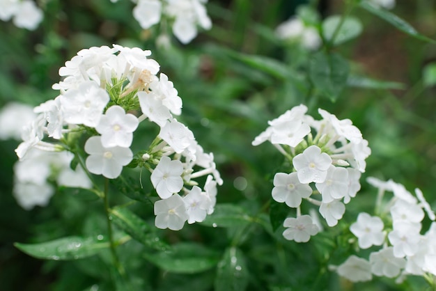 Tuinphlox (Phlox paniculata), levendige zomerbloemen. Bloeiende takken van phlox in de tuin