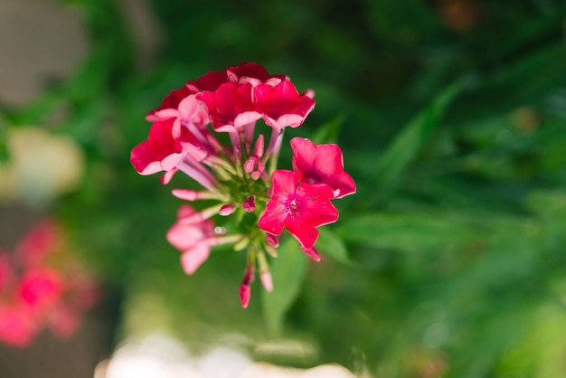 Tuinphlox (Phlox paniculata), levendige zomerbloemen. Bloeiende takken van phlox in de tuin