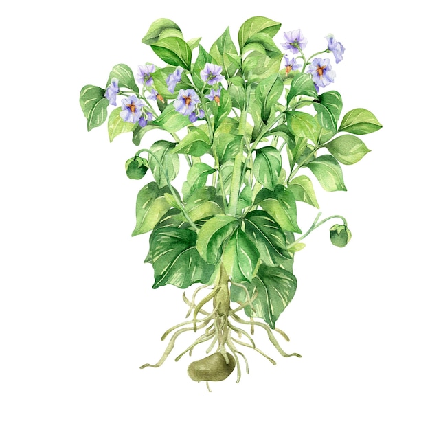 Tuinplant aardappel aquarel illustratie op witte achtergrond