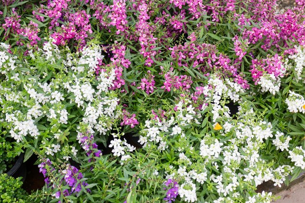 Tuinplanten natuur achtergrond van groene bladeren, stockfoto