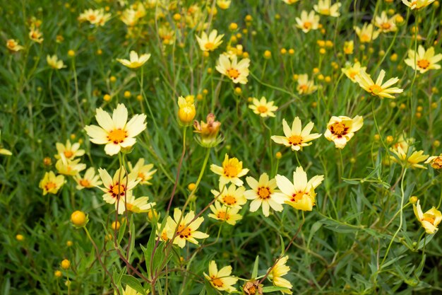 Tuinplanten natuur achtergrond van groene bladeren, stockfoto