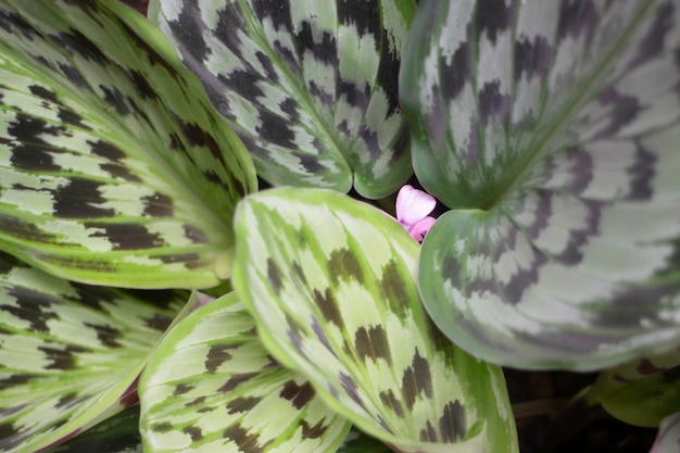 Tuinplanten natuur achtergrond van groene bladeren, stockfoto