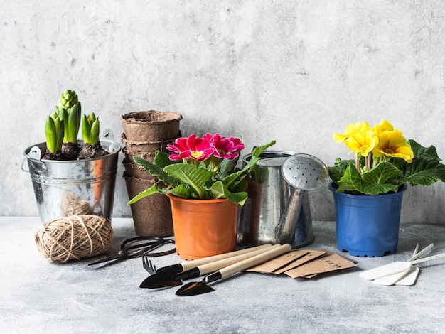 Tuinsamenstelling met lentebloemen - hyacinten, sleutelbloem en tuingereedschap op een grijze tafel.