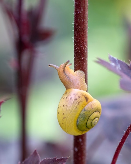 Tuinslak op paarse heucherabladeren Schoonheid van de natuur