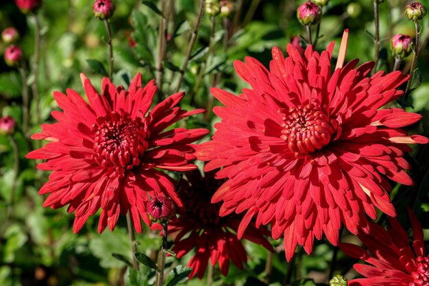 Tuinvariëteit decoratieve chrysanthemum close-up bloeit in de tuin op een zonnige herfstdag