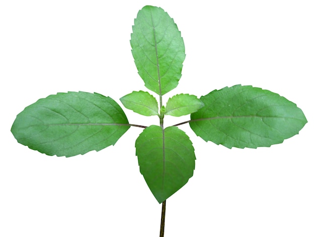 Photo tulasi holy basil or ocimum tenuiflorum has been used in ayurvedic and siddha medicine