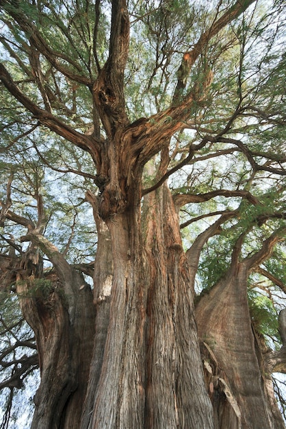 Дерево Туле в Мексике