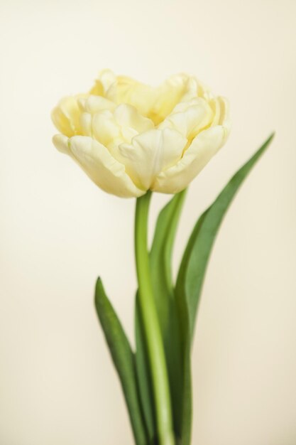 Photo tulip avantgarde