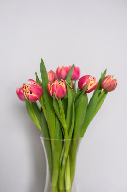 Tulip badstof vroege Columbus staat in een transparante glazen vaas op tafel