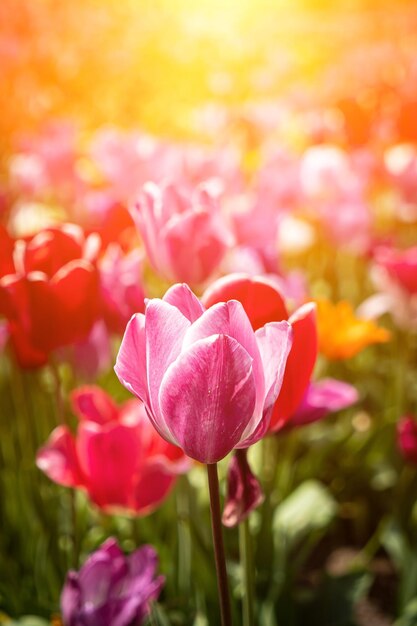 튤립 튤립의 아름다운 꽃다발 다채로운 튤립 봄에 튤립 이슬 방울과 다채로운 튤립