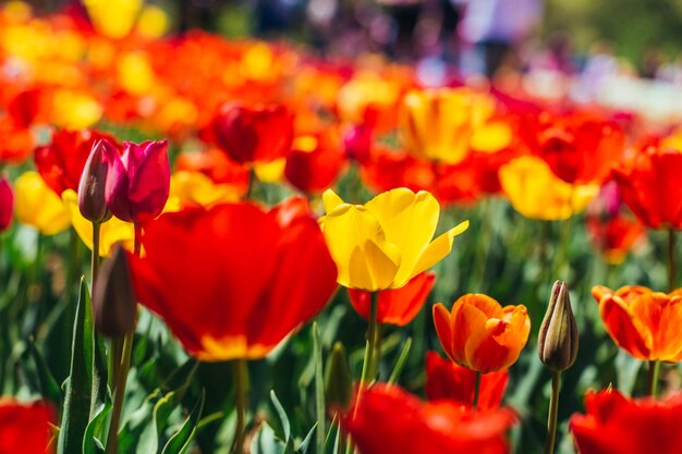 Tulip Beautiful bouquet of tulips colorful tulips