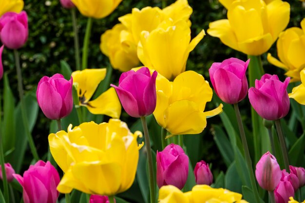 Photo tulip bed in bloom