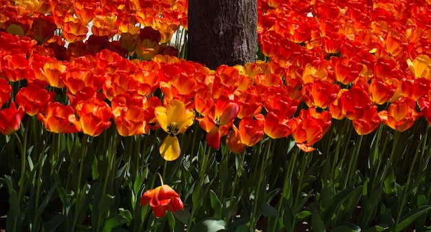 Tulip bloemen bloeien rond boomstam in het voorjaar