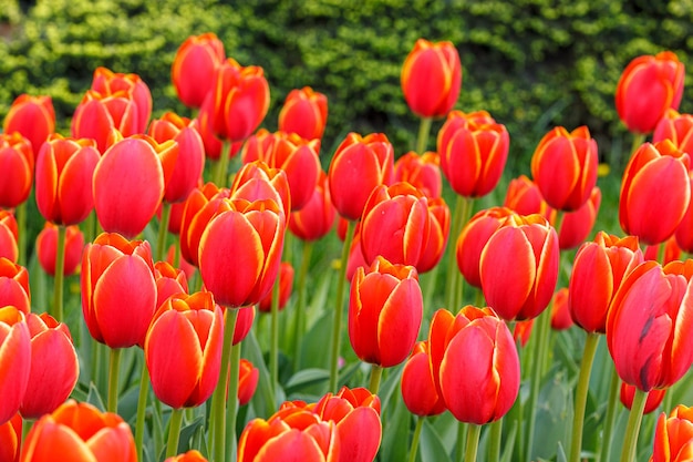 tulip bloom beautiful field of tulips closeup