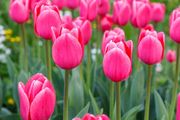 tulip bloom beautiful field of tulips closeup