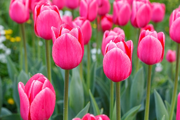 チューリップの花 美しいチューリップ畑のクローズアップ