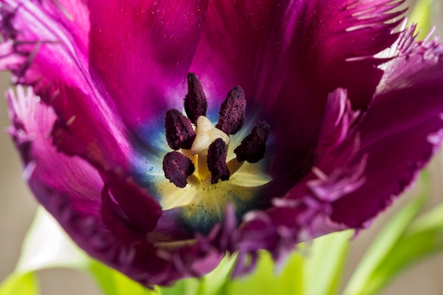 Tulip blooming flower closeup shot