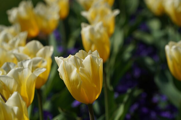 Tulip blossom in washington dc