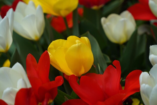 ワシントンDCのチューリップの花