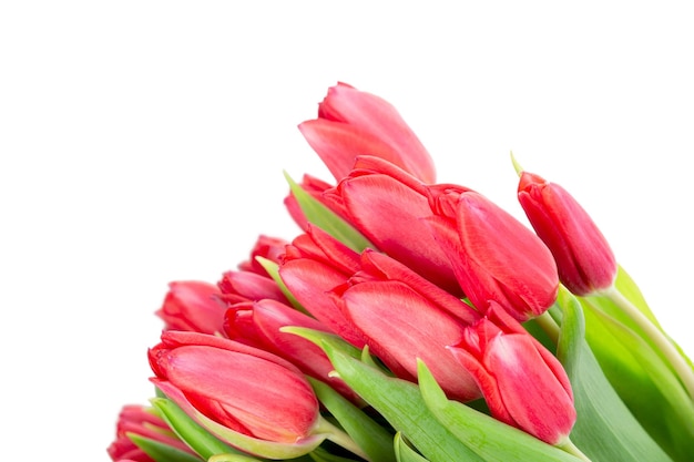 Tulip bouquet